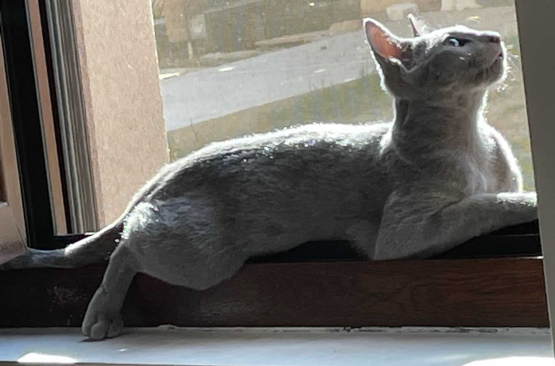 Bora Tundra Blue of Bastet Beauty