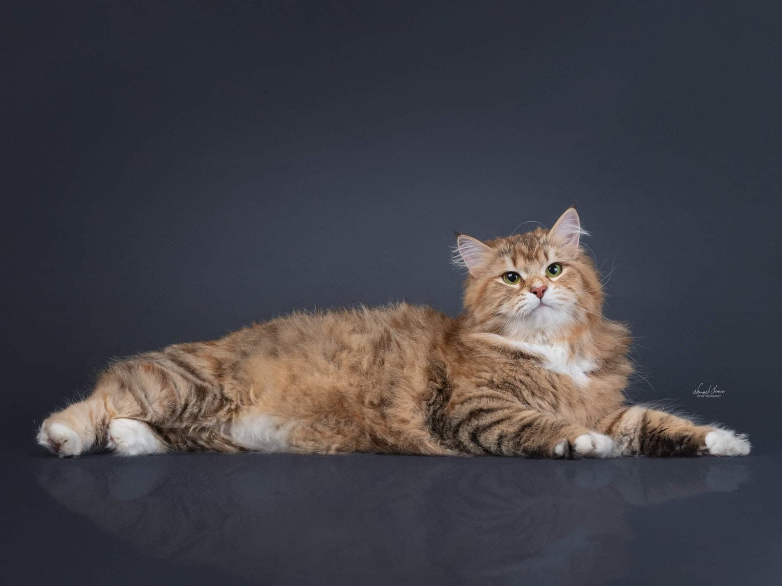 Fifa Fortest Hunter  of Bastet Beauty
