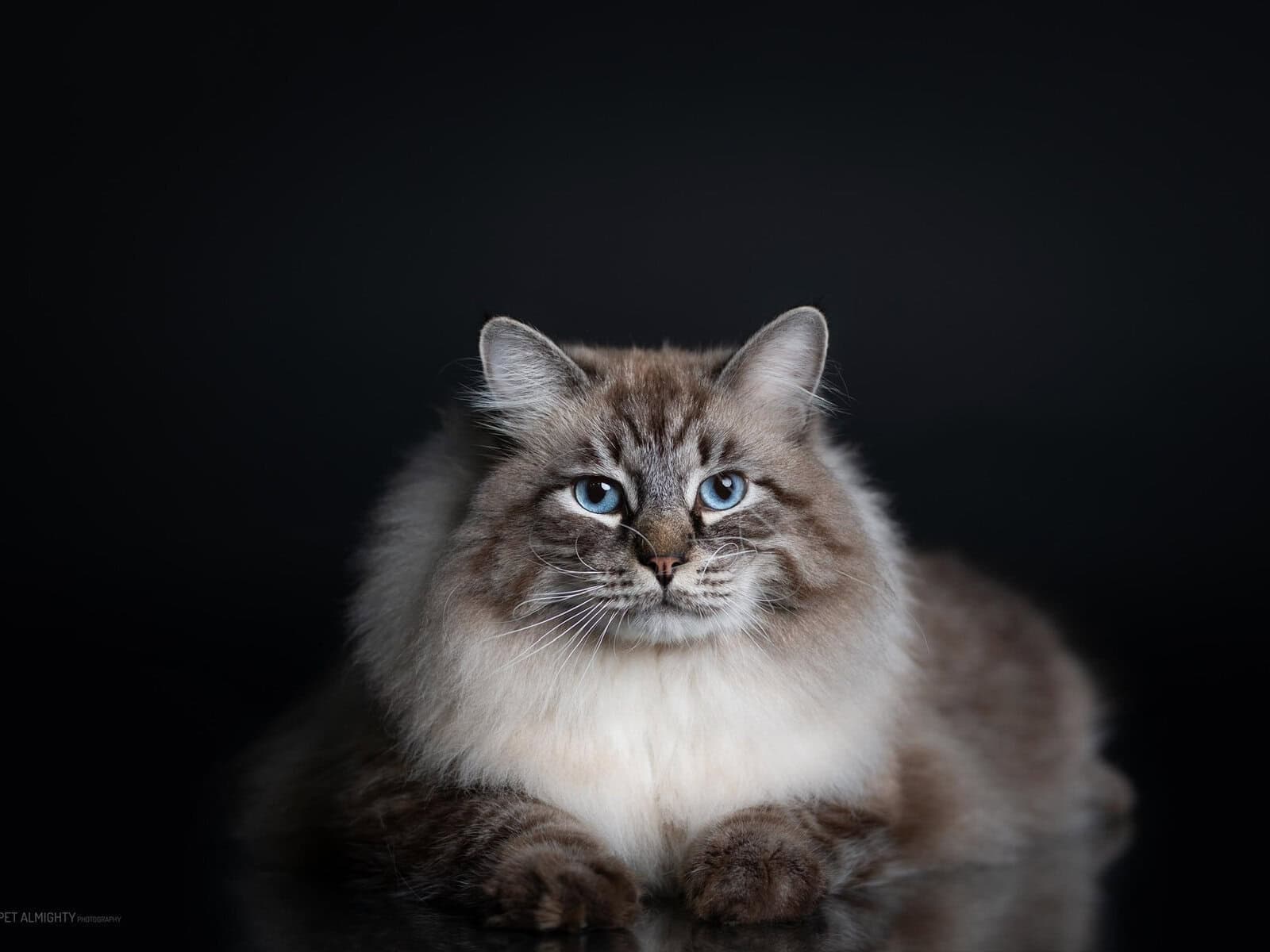 Ivan Bastet Beauty