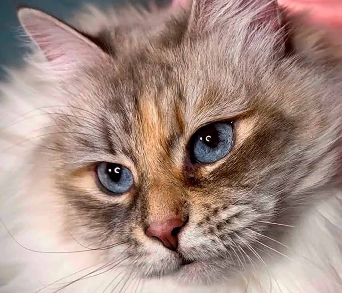 Doreah Koenig Glance Bastet Beauty