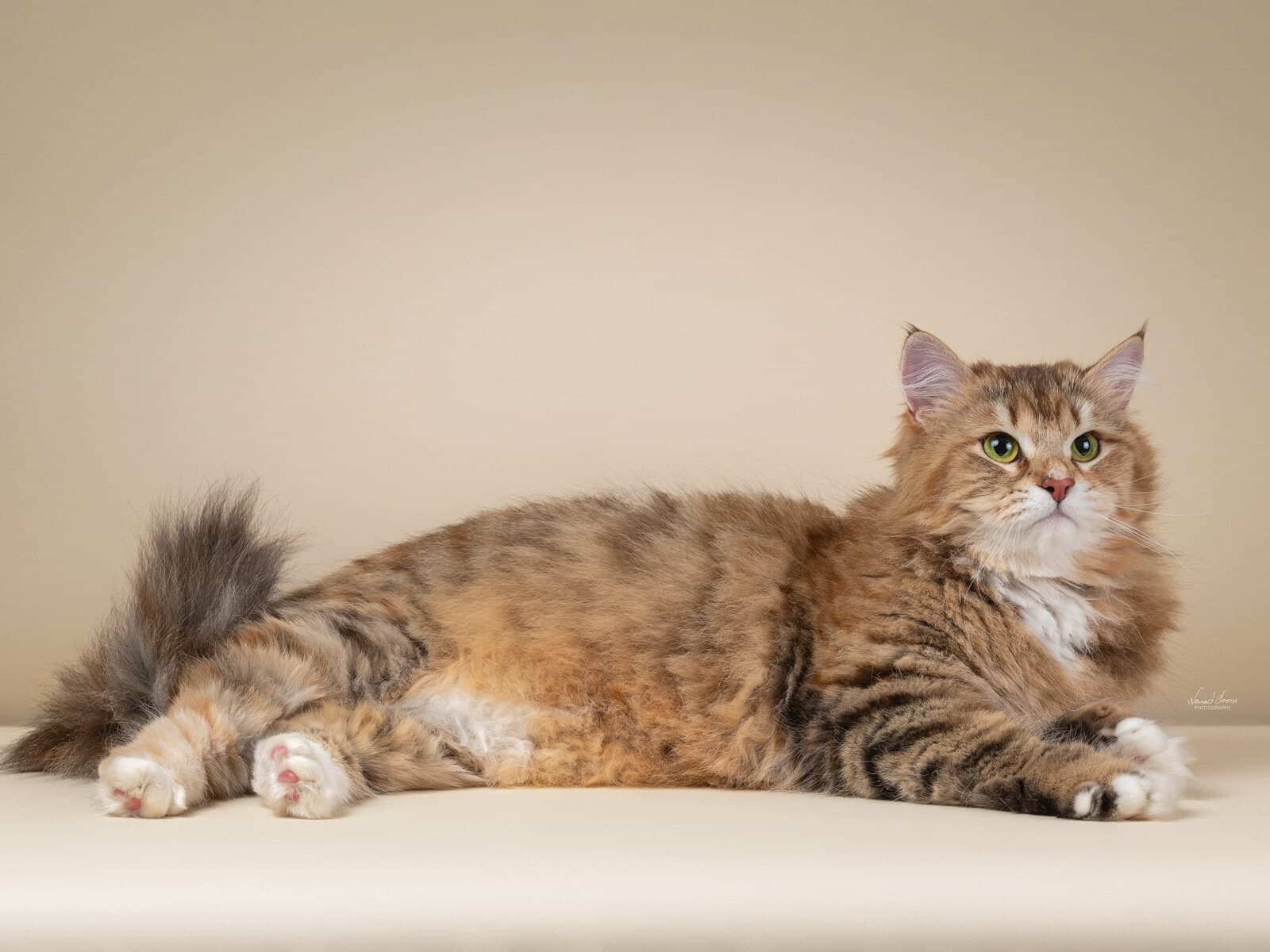 Fifa Fortest Hunter  of Bastet Beauty