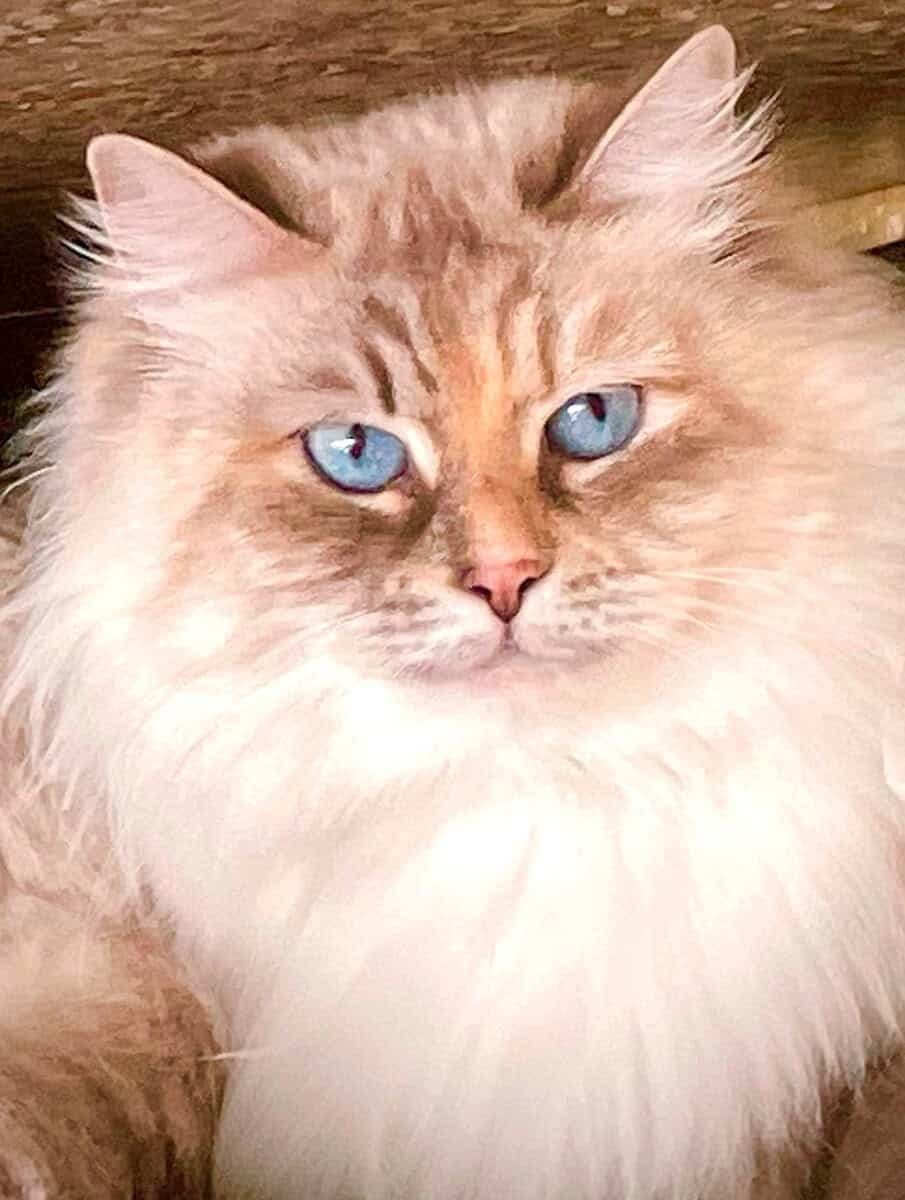 Doreah Koenig Glance Bastet Beauty
