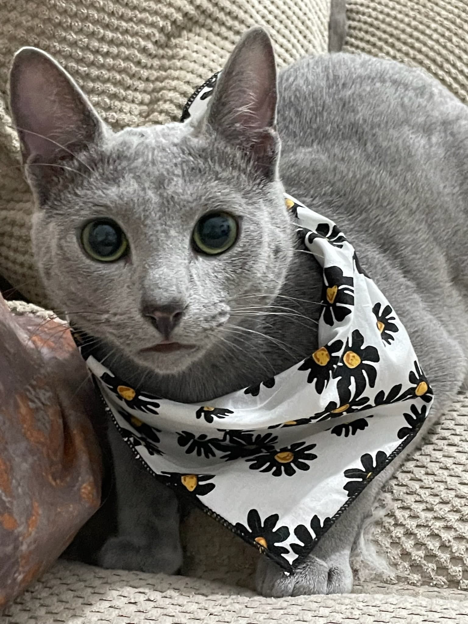 Bora Tundra Blue of Bastet Beauty