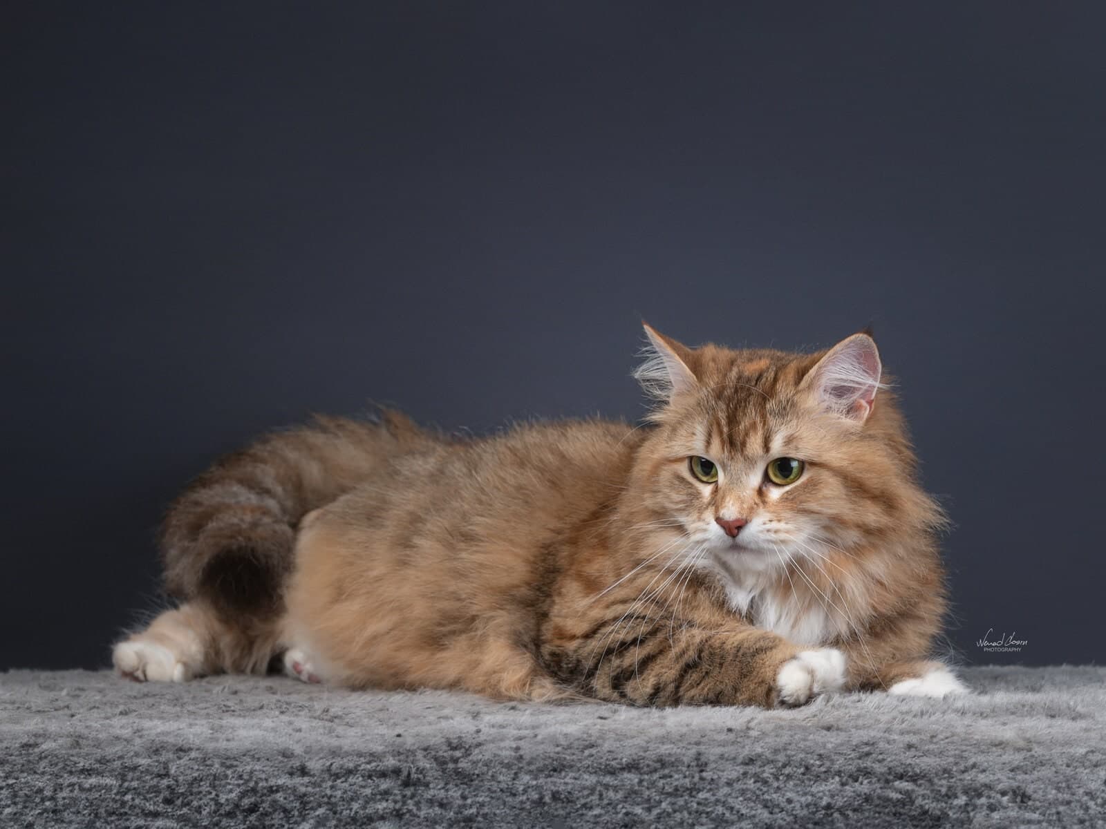 Fifa Fortest Hunter  of Bastet Beauty