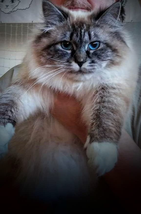 Ala Bastet Beauty