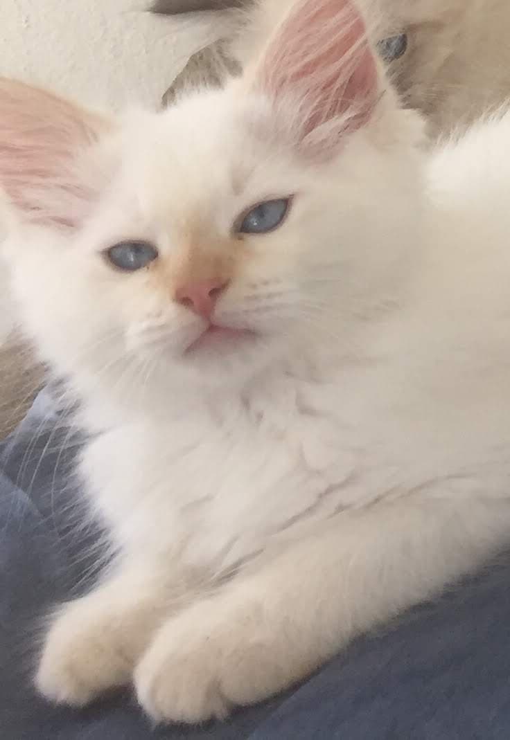 Hektor Bastet Beauty