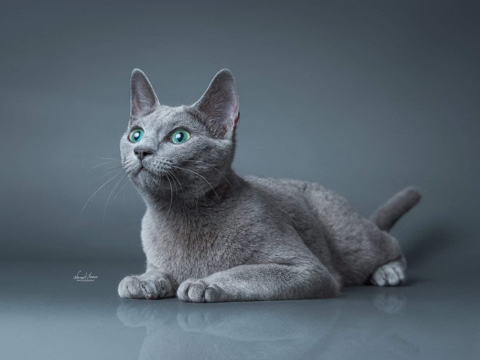 Natali vom Wolfsee of Bastet Beauty