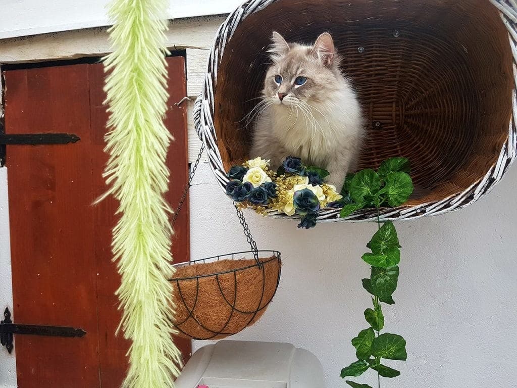 Torin Ratibor of Bastet Beauty