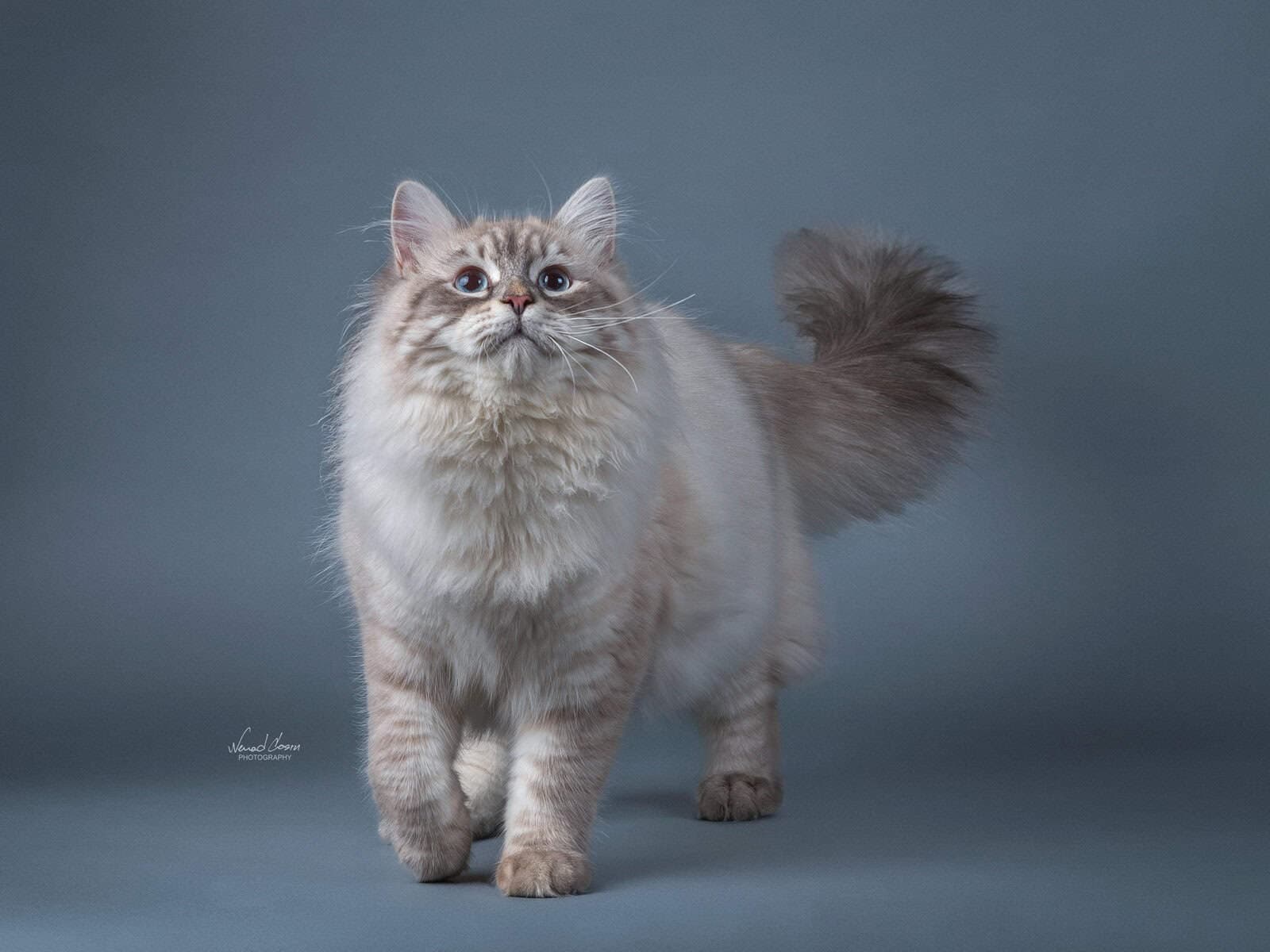 Vilis Velikii Ohotnik Bastet Beauty