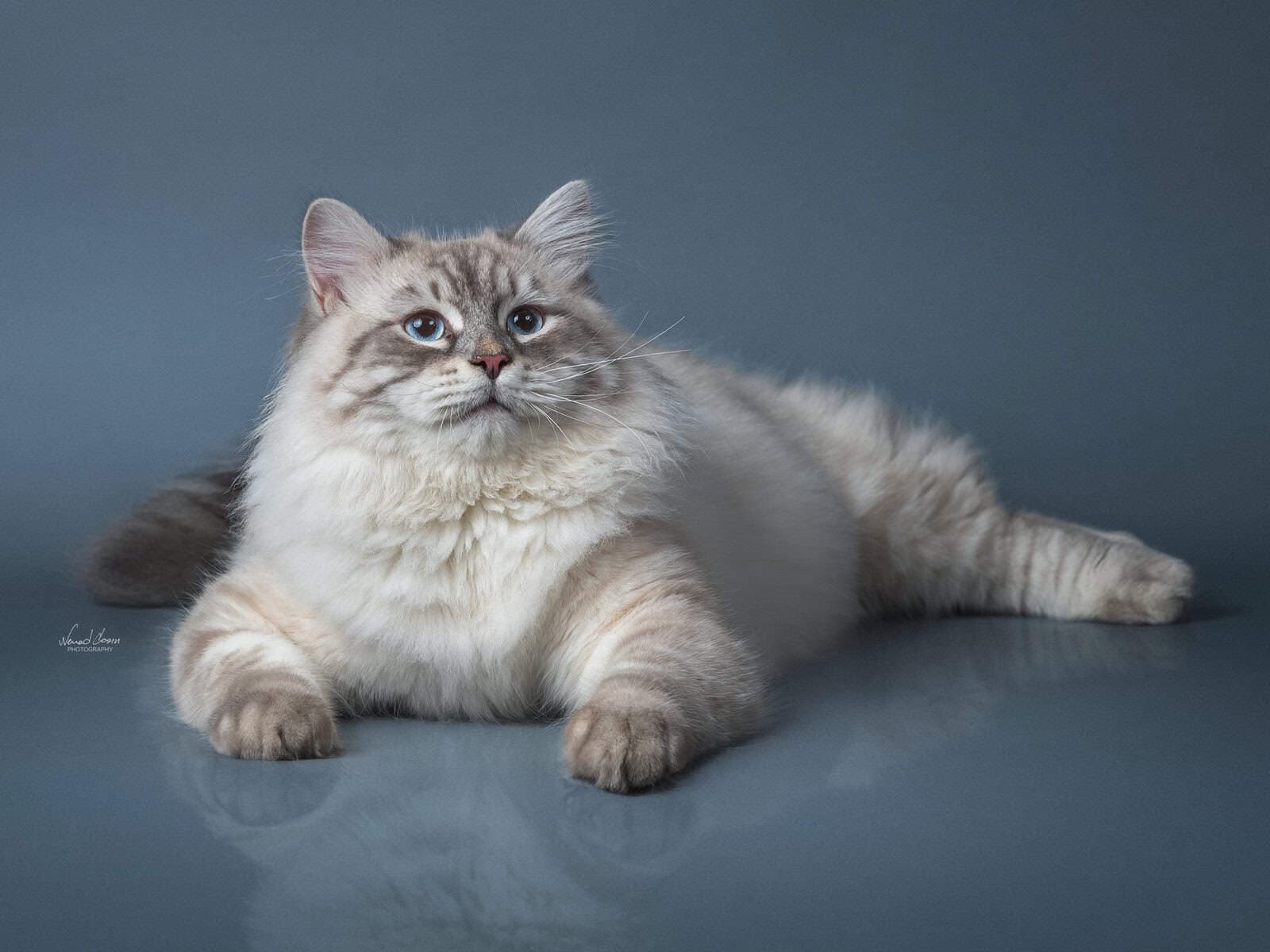 Vilis Velikii Ohotnik Bastet Beauty