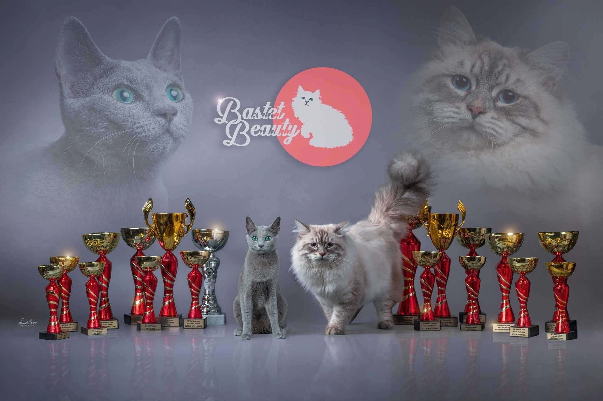 Bastet Beauty cats beside their championship trophies and awards