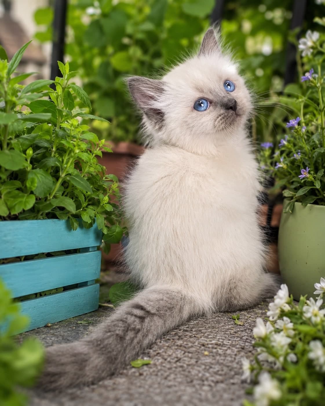 Neva Masquerade Litter C2 kitten