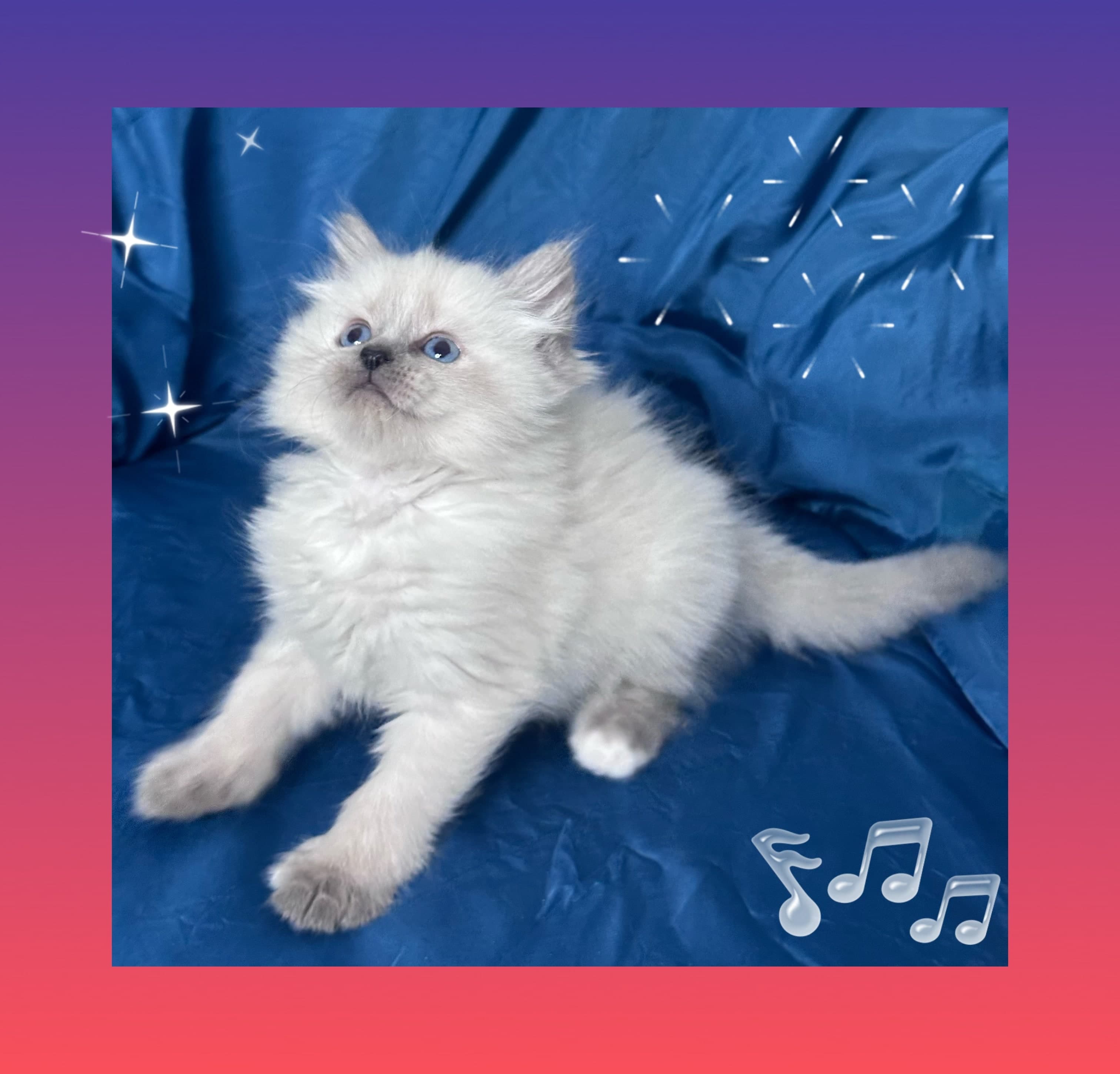 Neva Masquerade Litter C2 kitten