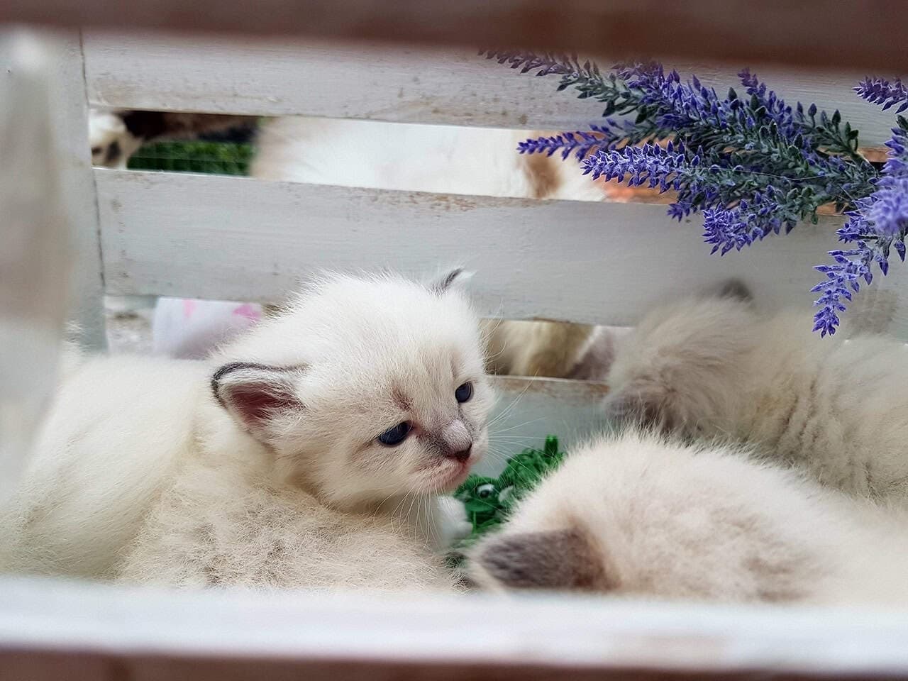 Neva Masquerade Litter B kittens
