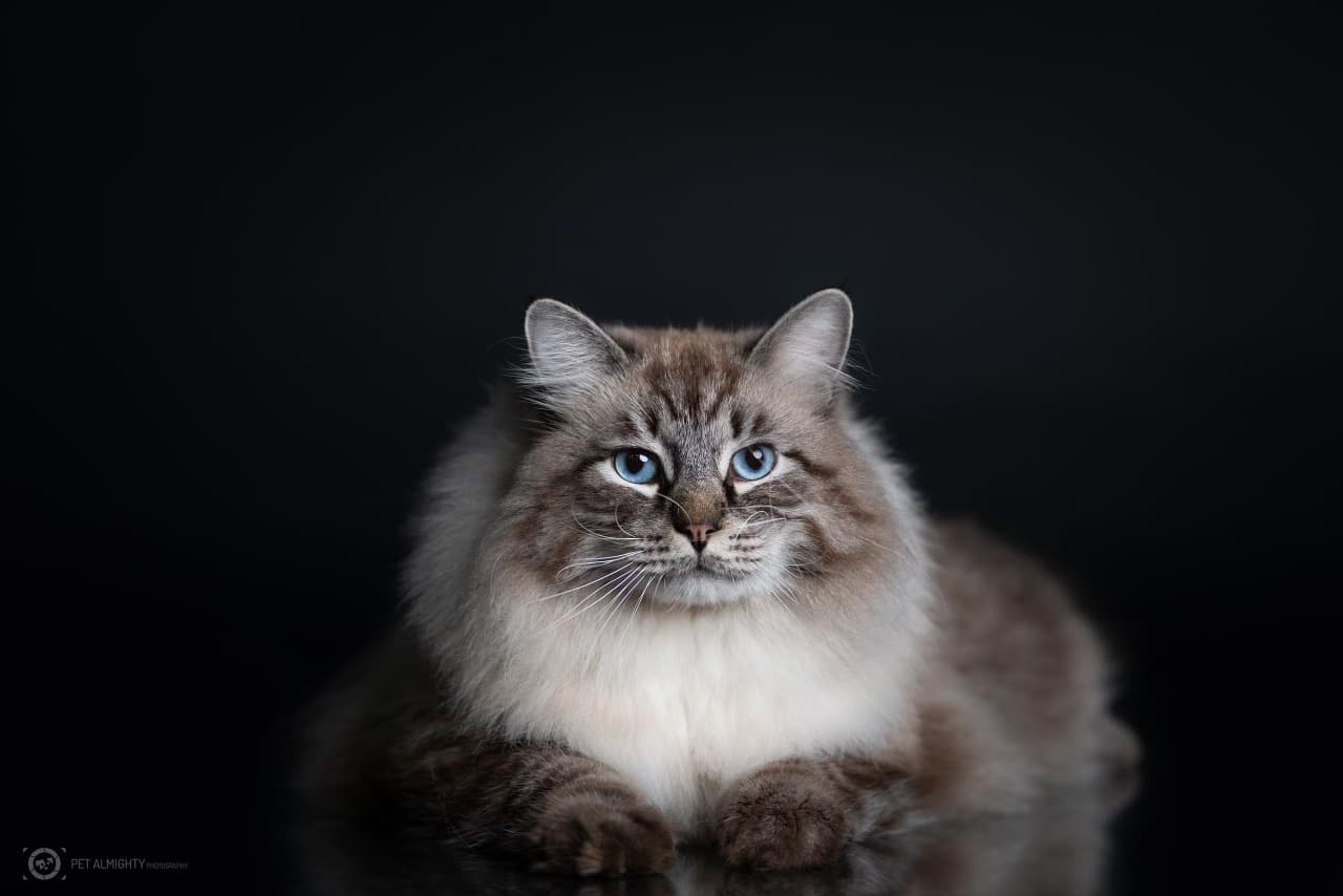 What's the Breed of the Hellman's Mayo Cat – Everything You Need to Know