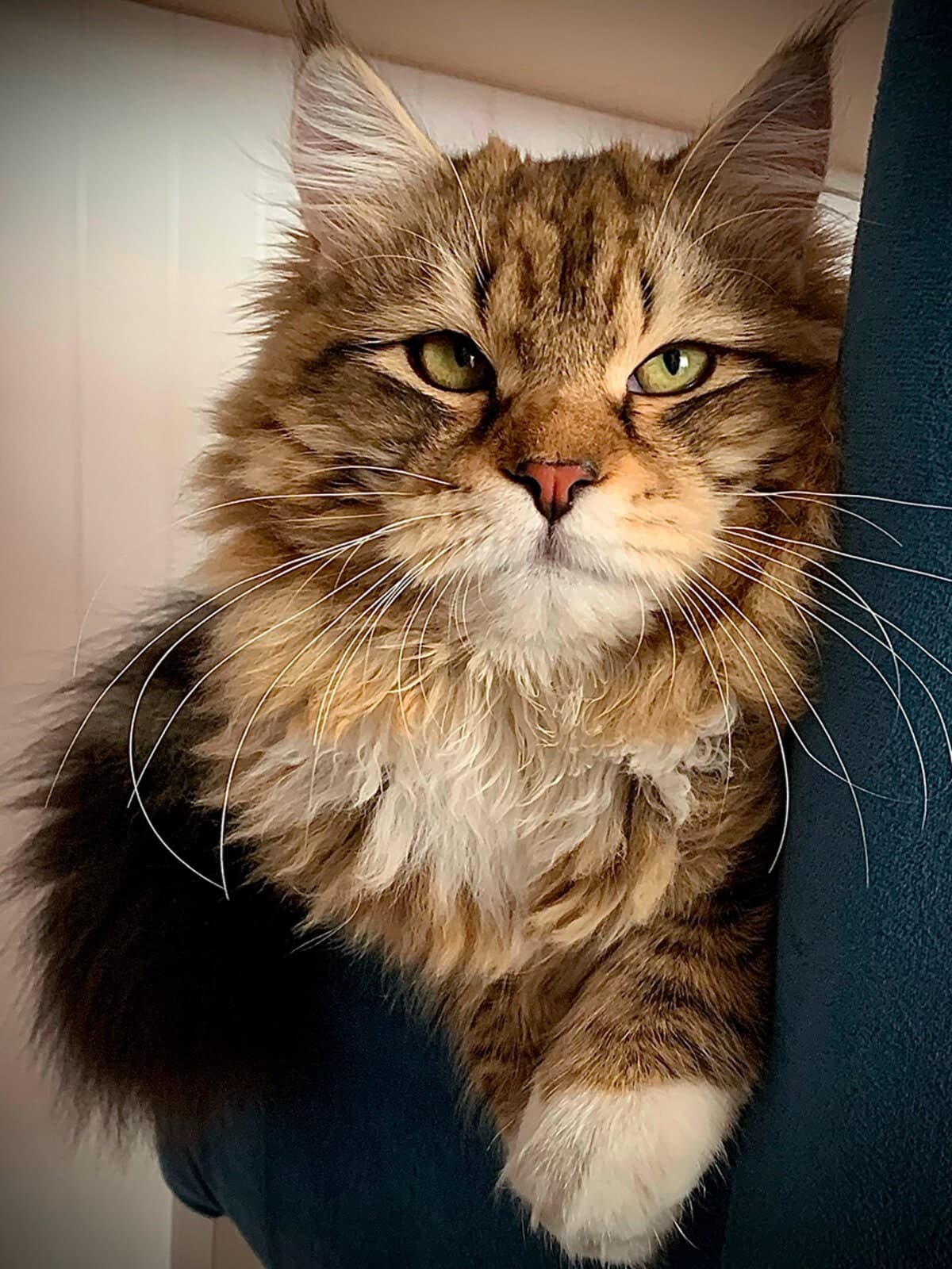 Sheehan Starsiberia, a Traditional Siberian cat