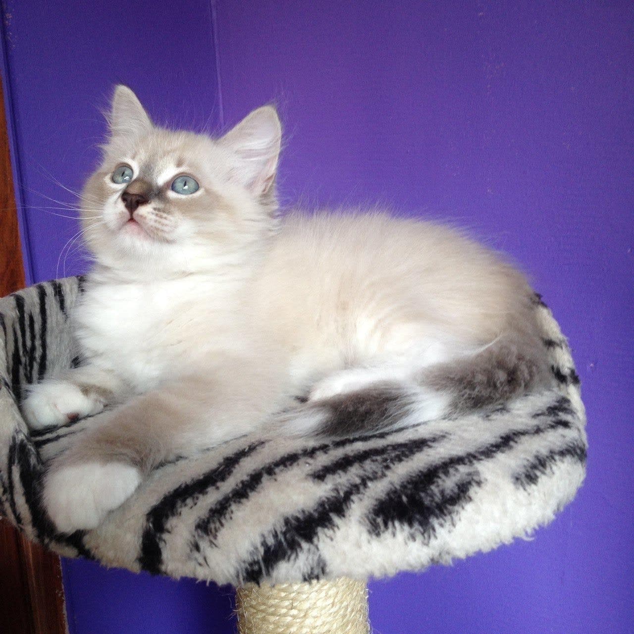 Neva Masquerade Litter A kitten