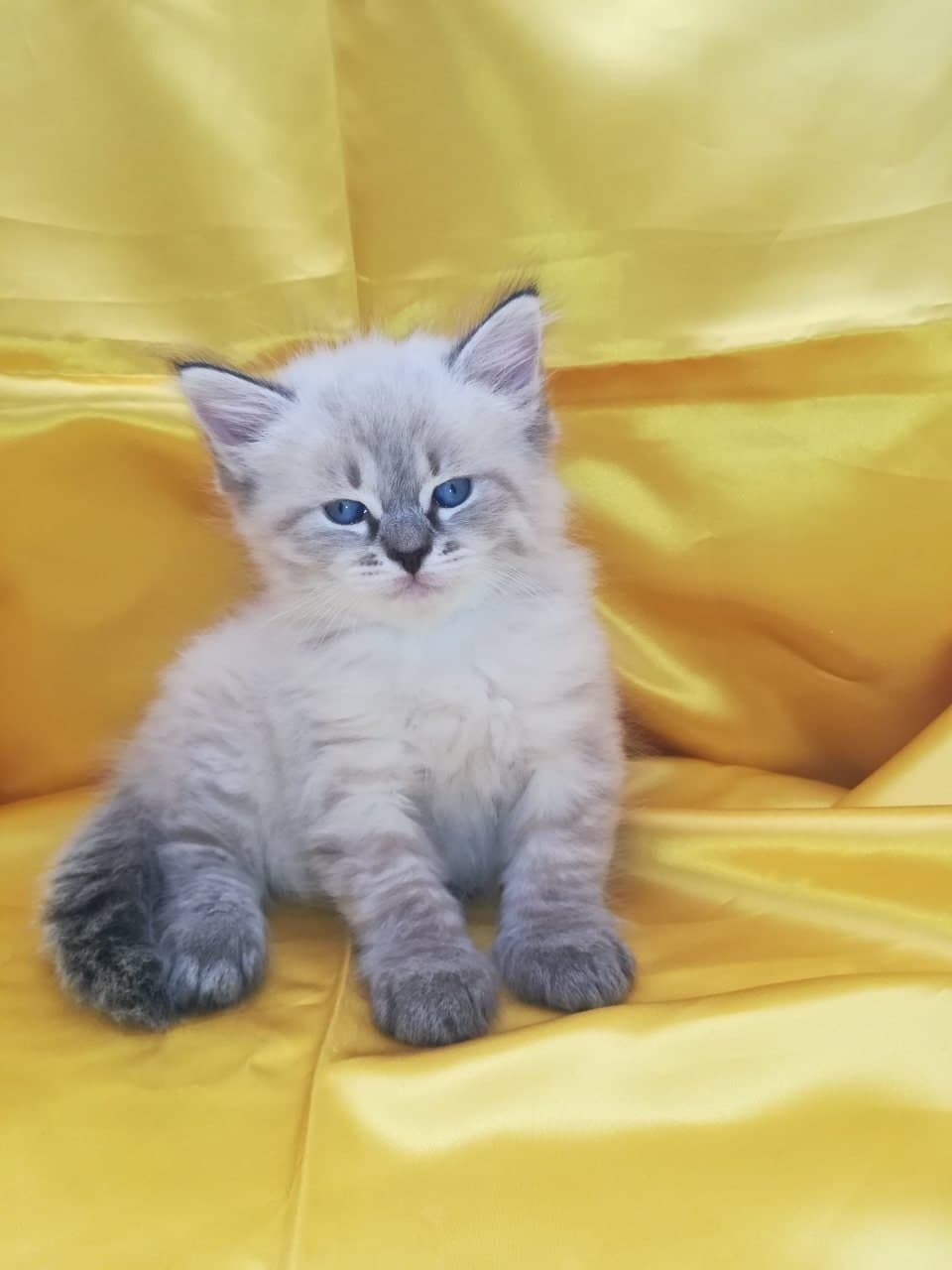 Neva Masquerade Litter B kitten