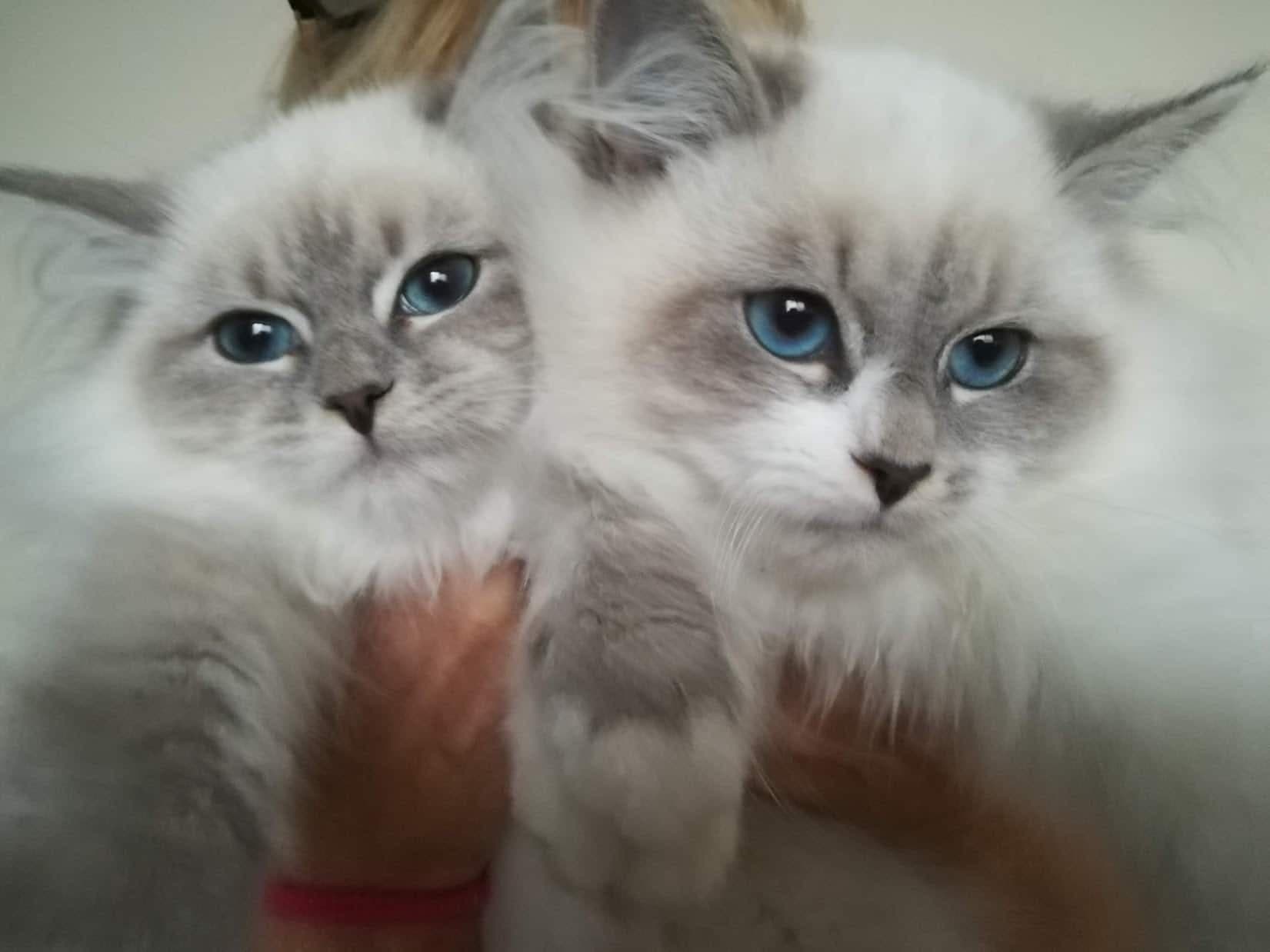Neva Masquerade Litter C kitten