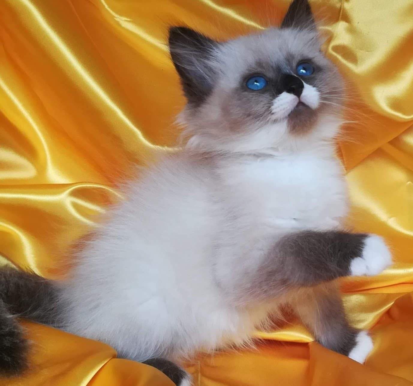 Neva Masquerade Litter C kitten