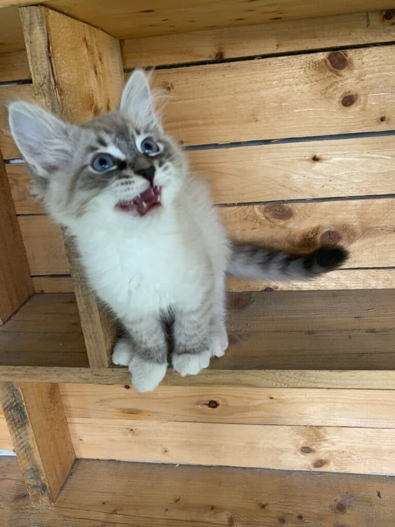Neva Masquerade Litter I kitten