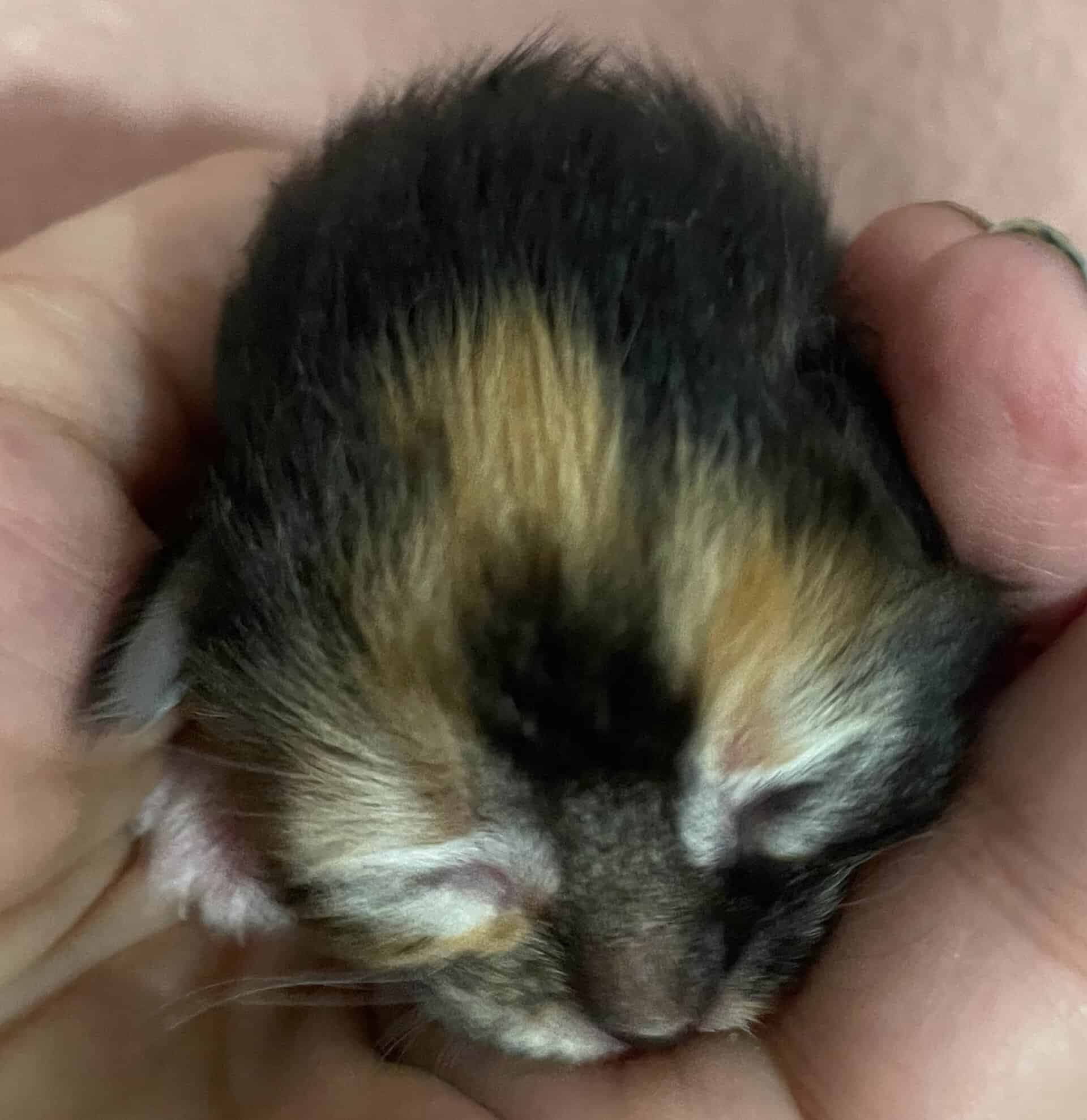 Traditional Siberian Litter D kitten