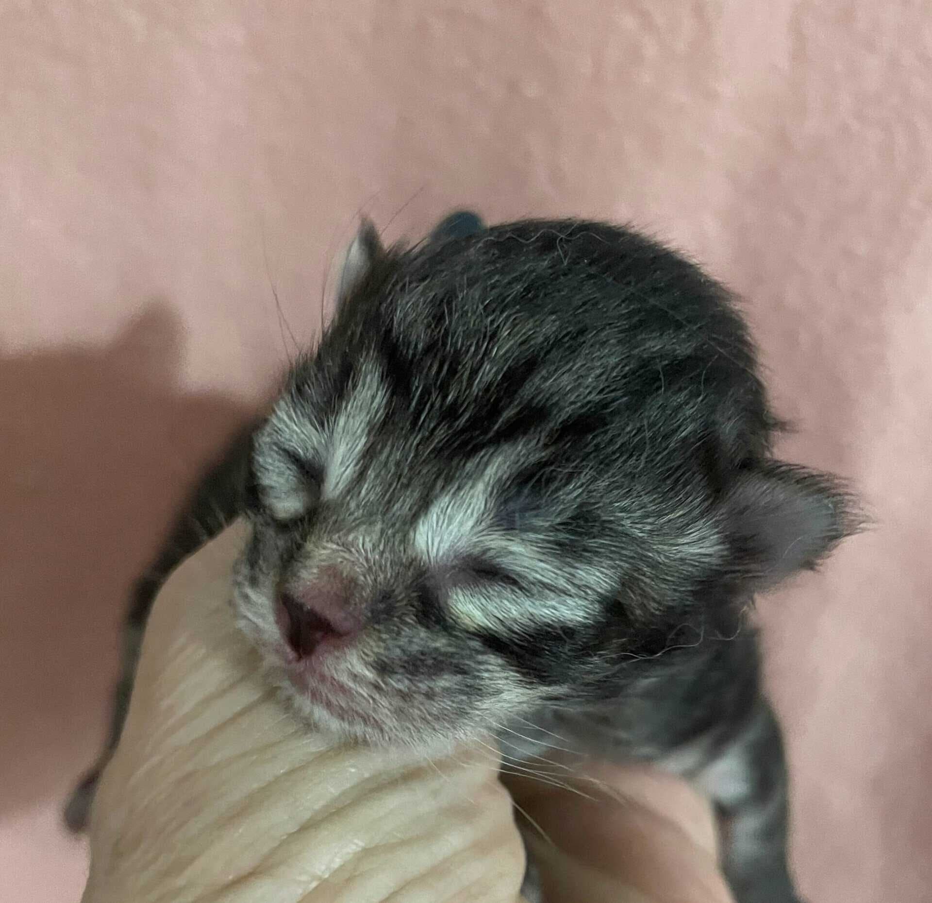 Traditional Siberian Litter D kitten