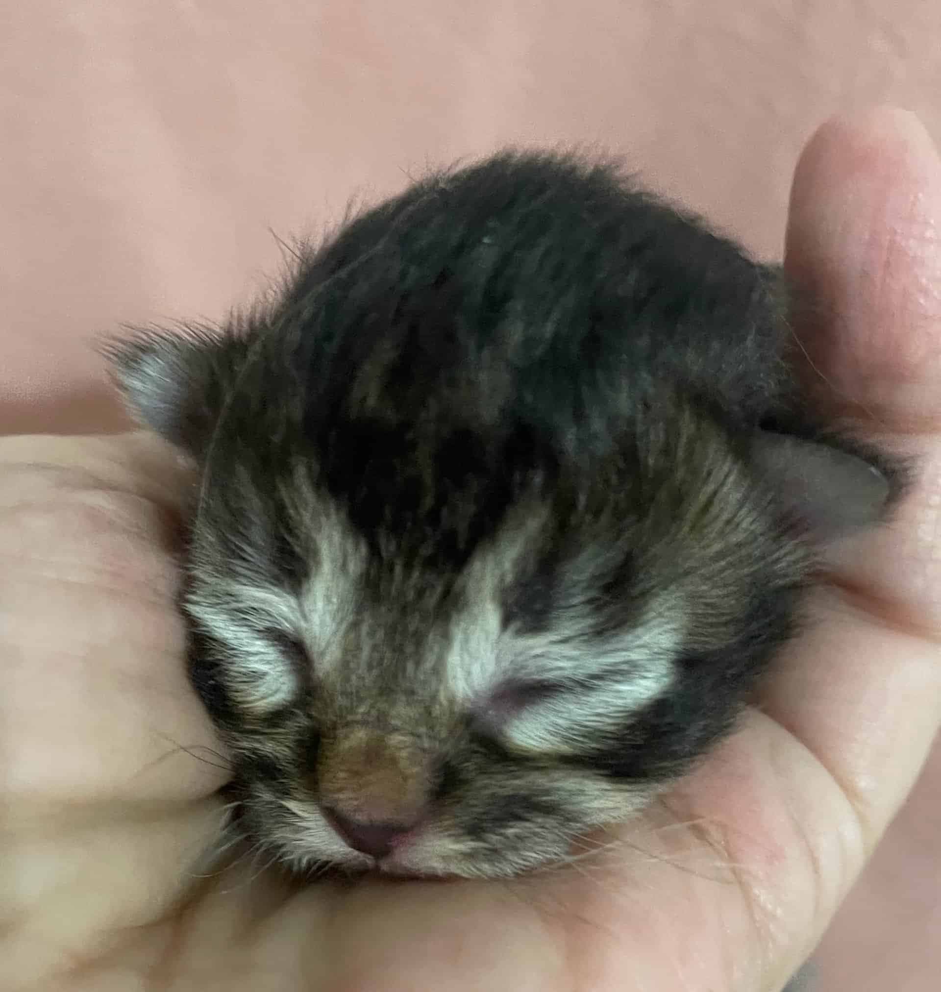 Traditional Siberian Litter D kitten