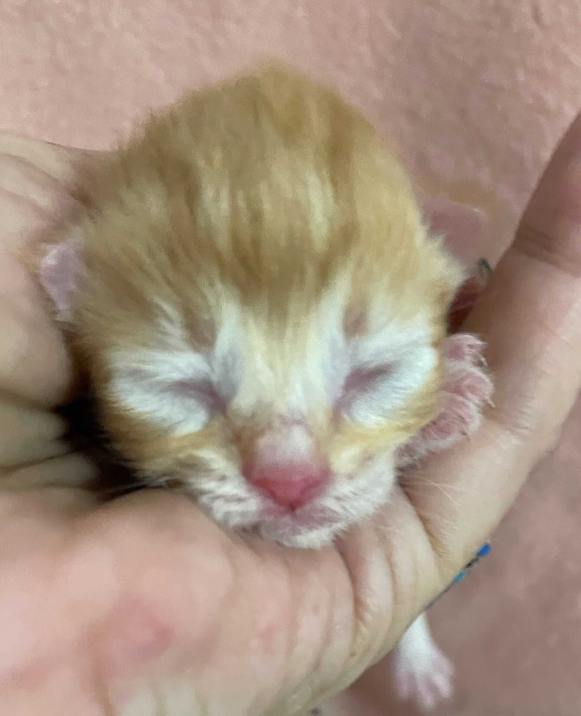 Traditional Siberian Litter D kitten