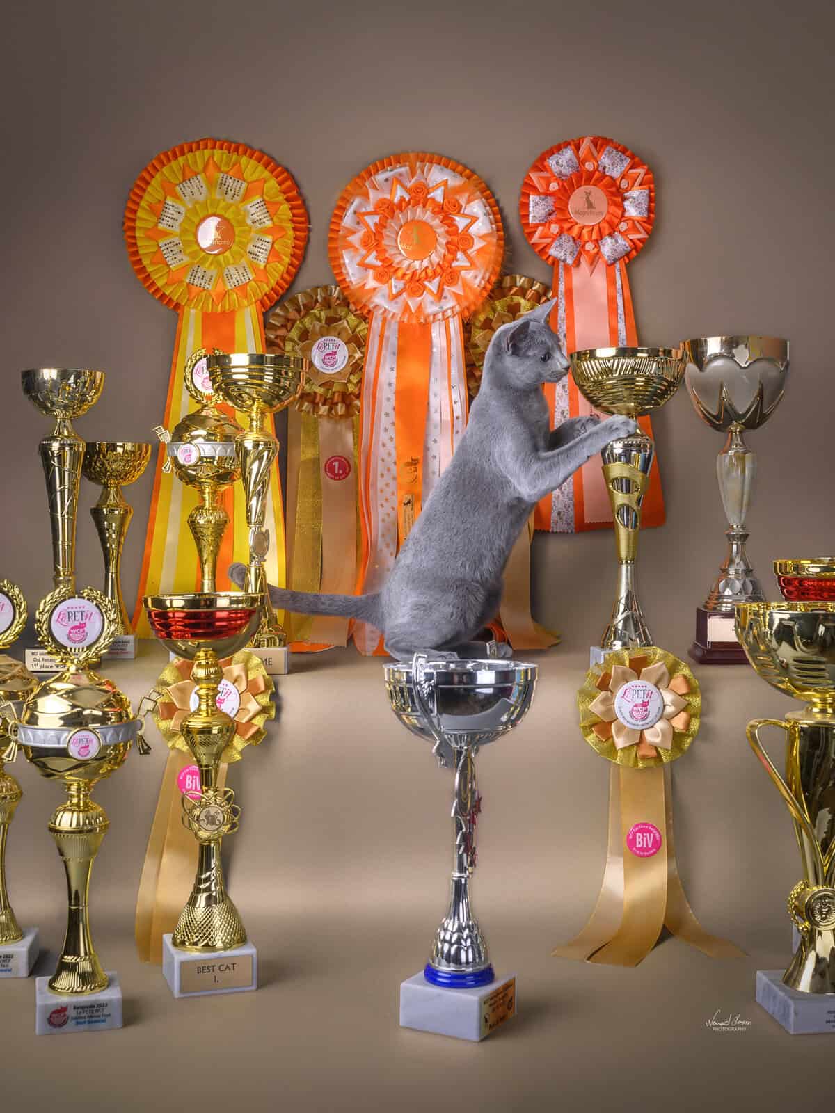 Bastet Beauty Cattery Awards and Titles