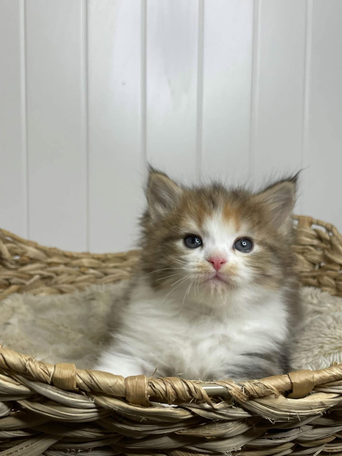 Traditional Siberian Kittens Litter B 3